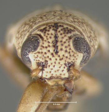 Media type: image; Entomology 8660   Aspect: head frontal view